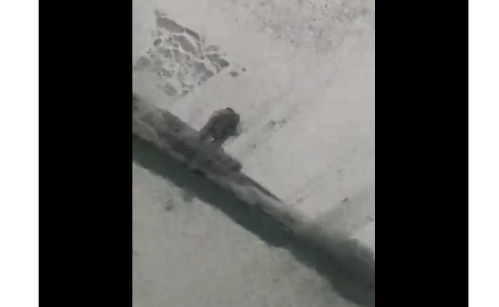 Imatge del vídeo. Foto: Xarxes.