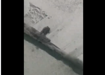Imatge del vídeo. Foto: Xarxes.