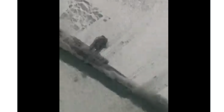 Imatge del vídeo. Foto: Xarxes.