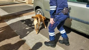 Un gos ensinistrat busca tabac o diners en un vehicle / Douanes