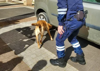 Un gos ensinistrat busca tabac o diners en un vehicle / Douanes
