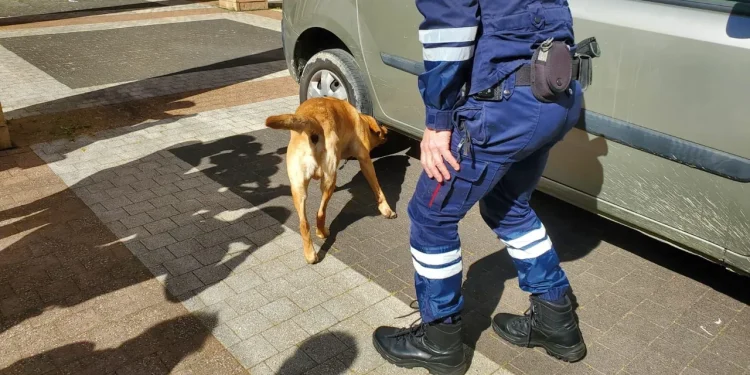 Un gos ensinistrat busca tabac o diners en un vehicle / Douanes