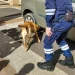 Un gos ensinistrat busca tabac o diners en un vehicle / Douanes