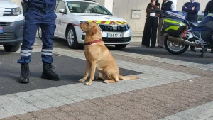 Stock, el gos labrador ensinistrat pels duaners / Douanes