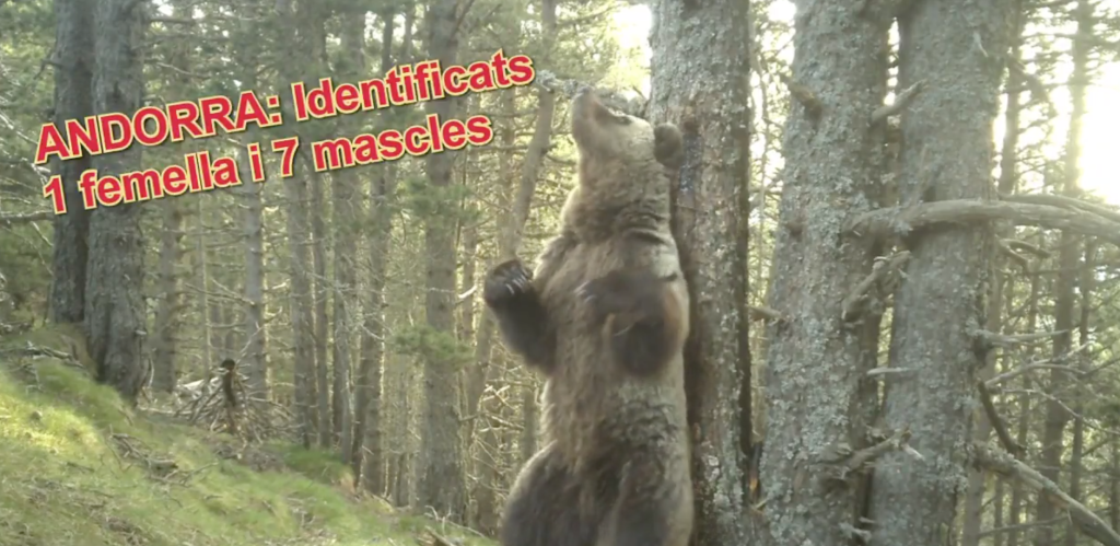 Un dels ossos identificats a Andorra. Foto: Banders