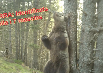 Un dels ossos identificats a Andorra. Foto: Banders