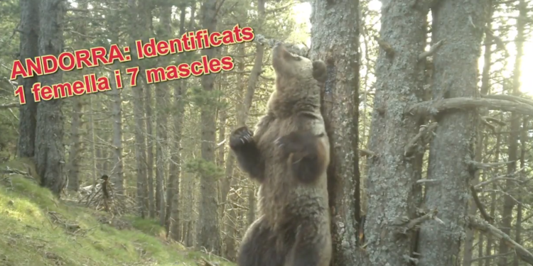Un dels ossos identificats a Andorra. Foto: Banders