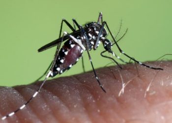 mosquit tigre