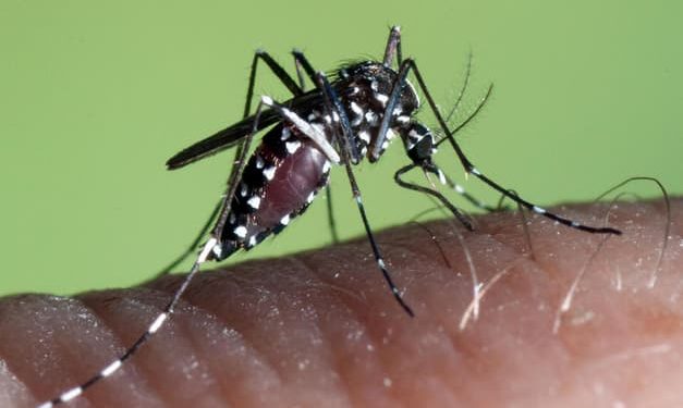 mosquit tigre