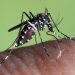 mosquit tigre