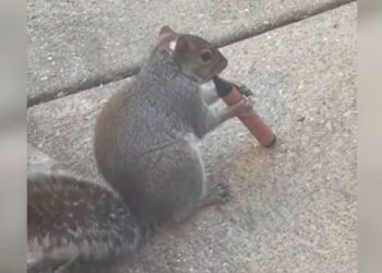 L'insòlit motiu pel qual s'estan veient esquirols 'vapejant' en parcs públics.