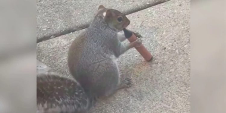 L'insòlit motiu pel qual s'estan veient esquirols 'vapejant' en parcs públics.
