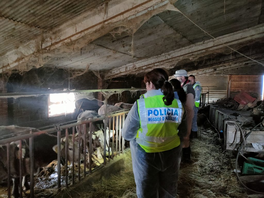 Els Mossos d'Esquadra a l'explotació bovina. Foto: Mossos d'Esquadra