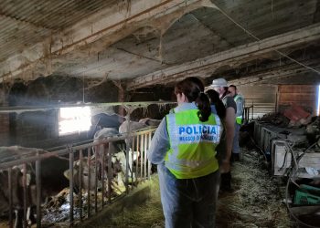 Els Mossos d'Esquadra a l'explotació bovina. Foto: Mossos d'Esquadra