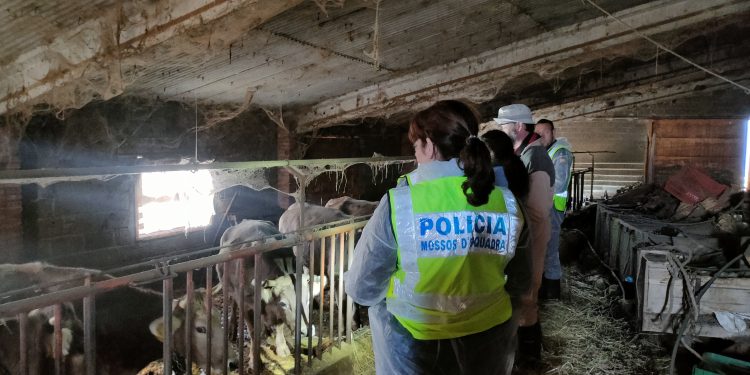 Els Mossos d'Esquadra a l'explotació bovina. Foto: Mossos d'Esquadra