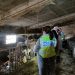 Els Mossos d'Esquadra a l'explotació bovina. Foto: Mossos d'Esquadra