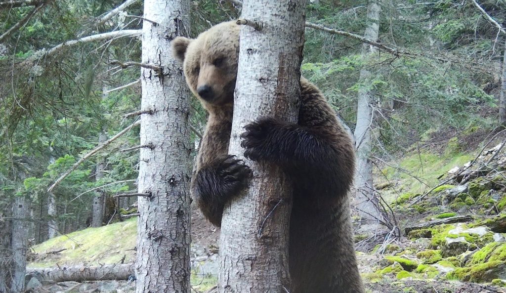 Un os bru a la natura.
