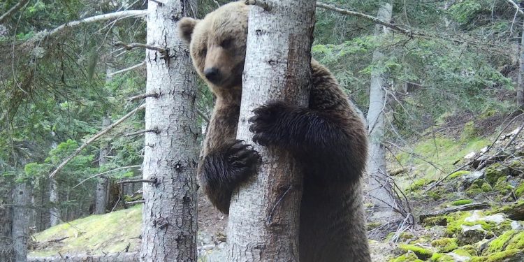 Un os bru a la natura.