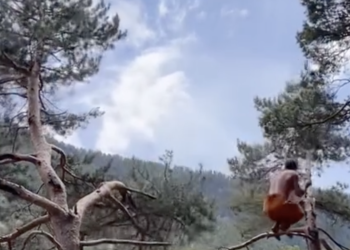 Primal movement als boscos d'Andorra / Instagram