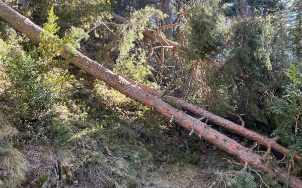Arbres caiguts en un bosc. Foto: ANA