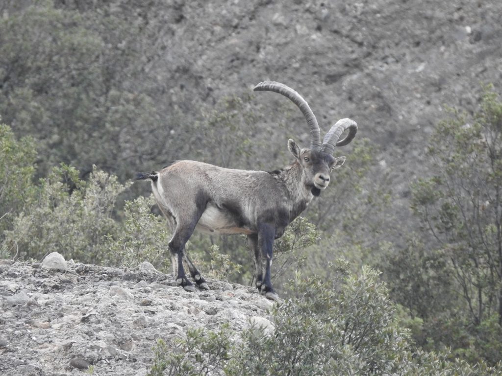 Cabra salvatge a Montserrat / Generalitat
