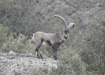 Cabra salvatge a Montserrat / Generalitat