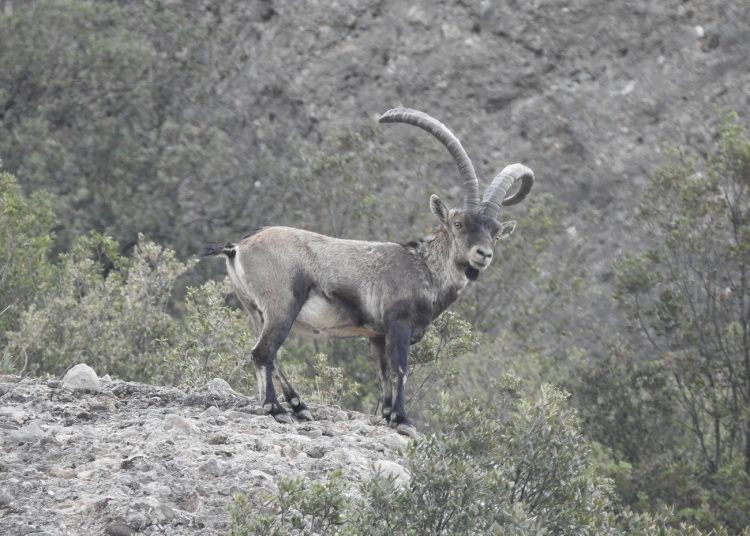 Cabra salvatge a Montserrat / Generalitat