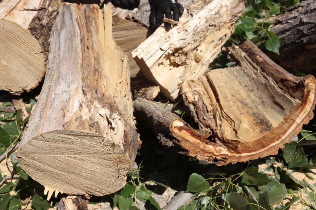 Arbre retirat Escaldes