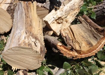 Arbre retirat Escaldes