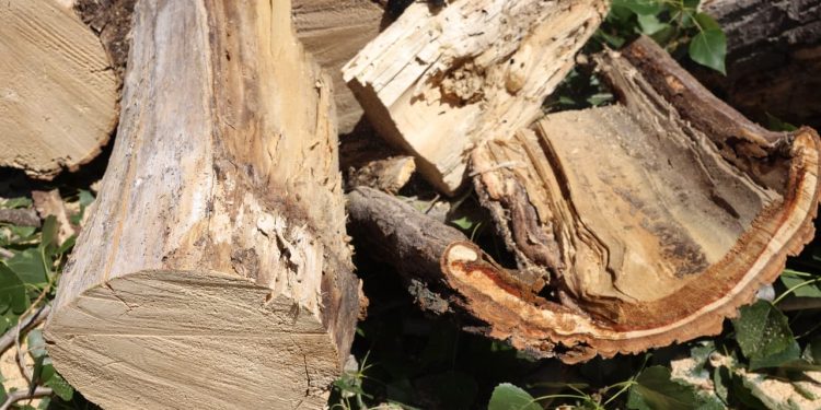 Arbre retirat Escaldes