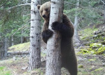 Un ós a Andorra / banders