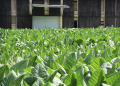 Plantació de tabac.