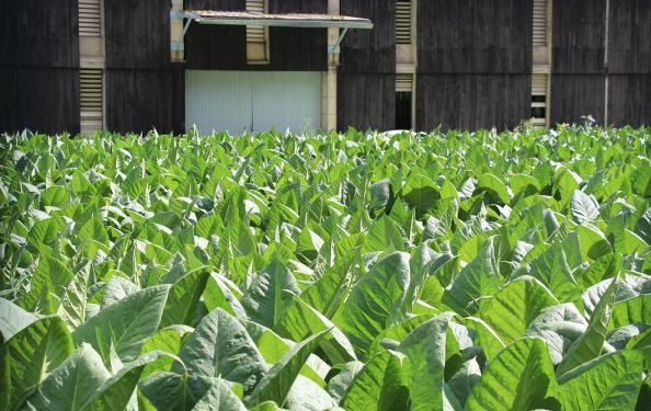 Plantació de tabac.
