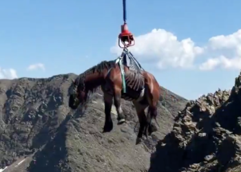 Rescat del cavall en plena alta muntanya.