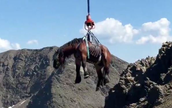 Rescat del cavall en plena alta muntanya.