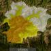 Mapa d'alerta.