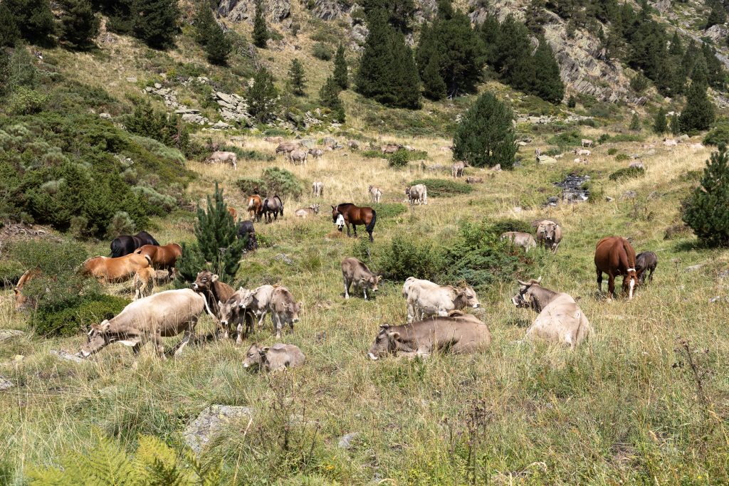 Un grup de vaques i cavalls pasturant en un prat. Foto: Comú d'Ordino