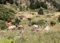 Un grup de vaques i cavalls pasturant en un prat. Foto: Comú d'Ordino