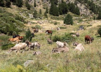 Un grup de vaques i cavalls pasturant en un prat. Foto: Comú d'Ordino