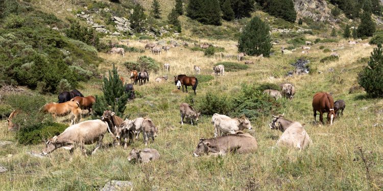 Un grup de vaques i cavalls pasturant en un prat. Foto: Comú d'Ordino