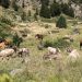 Un grup de vaques i cavalls pasturant en un prat. Foto: Comú d'Ordino