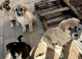 Mà dura a la venda clandestina d'animals de companyia. Foto: Google