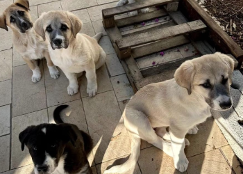 Mà dura a la venda clandestina d'animals de companyia. Foto: Google