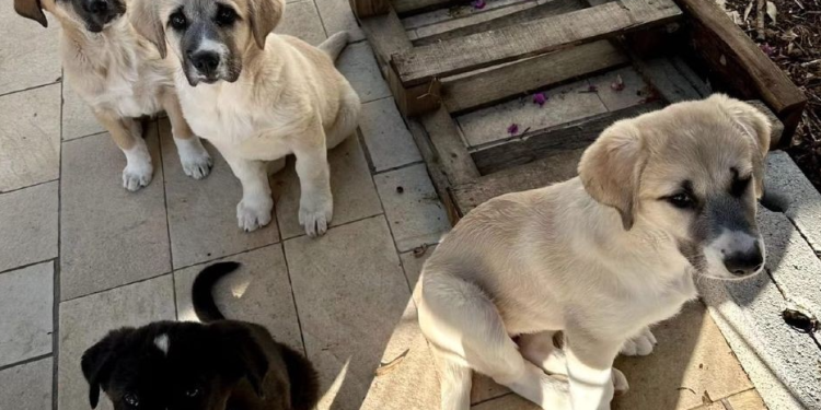 Mà dura a la venda clandestina d'animals de companyia. Foto: Google
