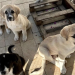 Mà dura a la venda clandestina d'animals de companyia. Foto: Google