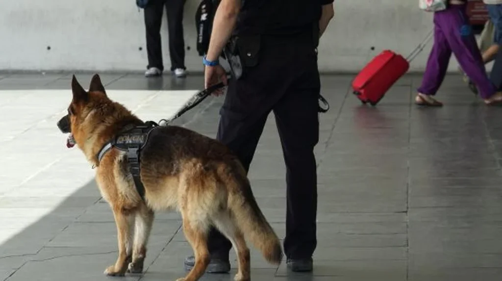 Gos ensinistrat per detectar droga / PESP