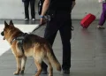 Gos ensinistrat per detectar droga / PESP