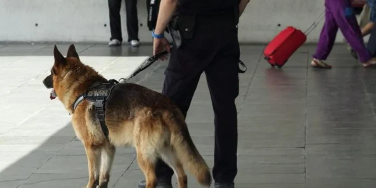Gos ensinistrat per detectar droga / PESP