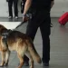 Gos ensinistrat per detectar droga / PESP