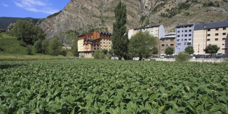 Camp de tabac / Commons
